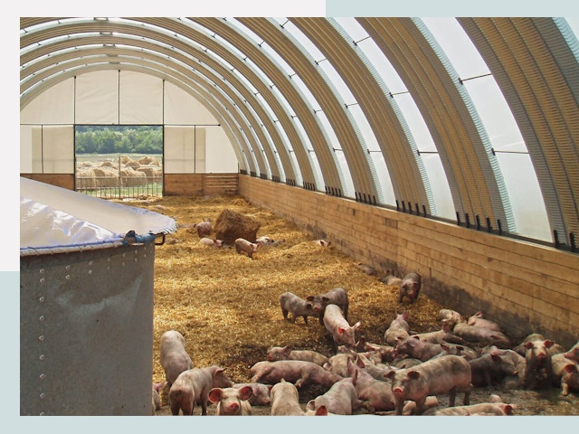 Строительство свинарников в Нижневартовске